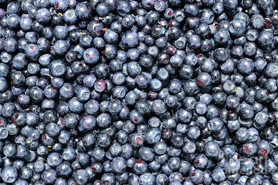 Blueberries Photograph by Michal Boubin