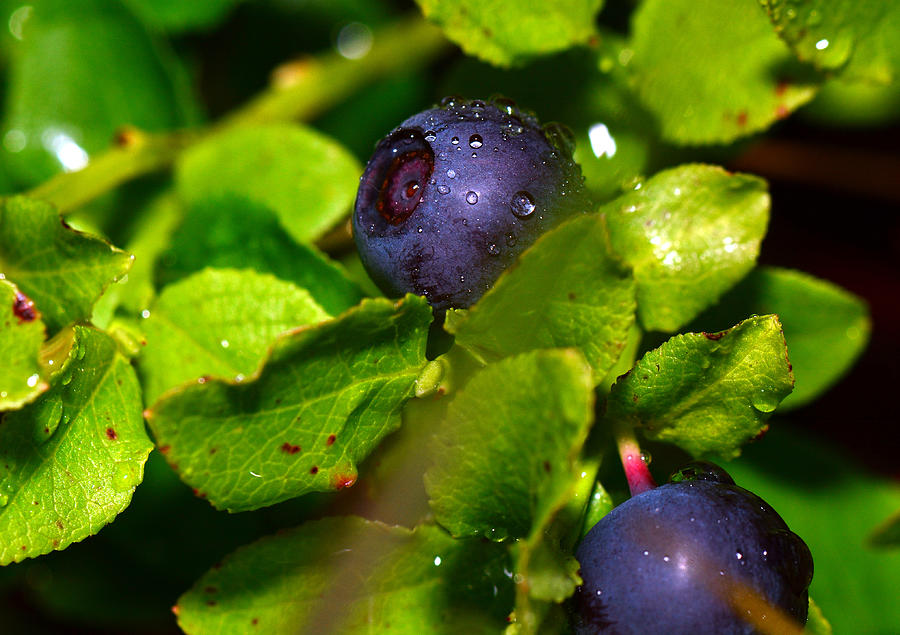 Blueberries Photograph by Terje Håheim