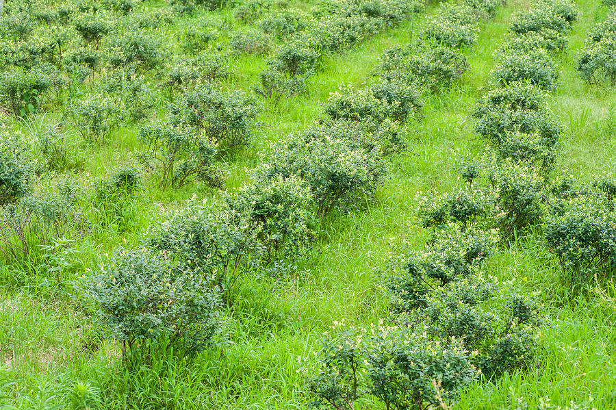 Blueberriy bushes on the farm in nature outdoors Photograph by Yashabaker