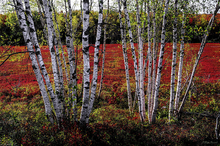 Blueberry Barren Birches 2 Photograph by Marty Saccone