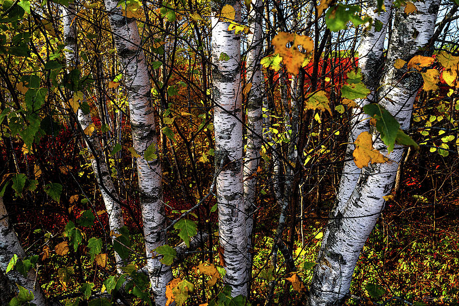 Blueberry Barren Birches 3 Photograph by Marty Saccone