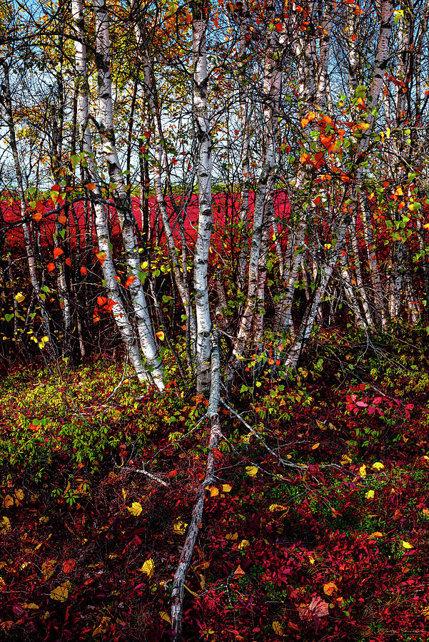 Blueberry Barren Birches 4 Photograph by Marty Saccone