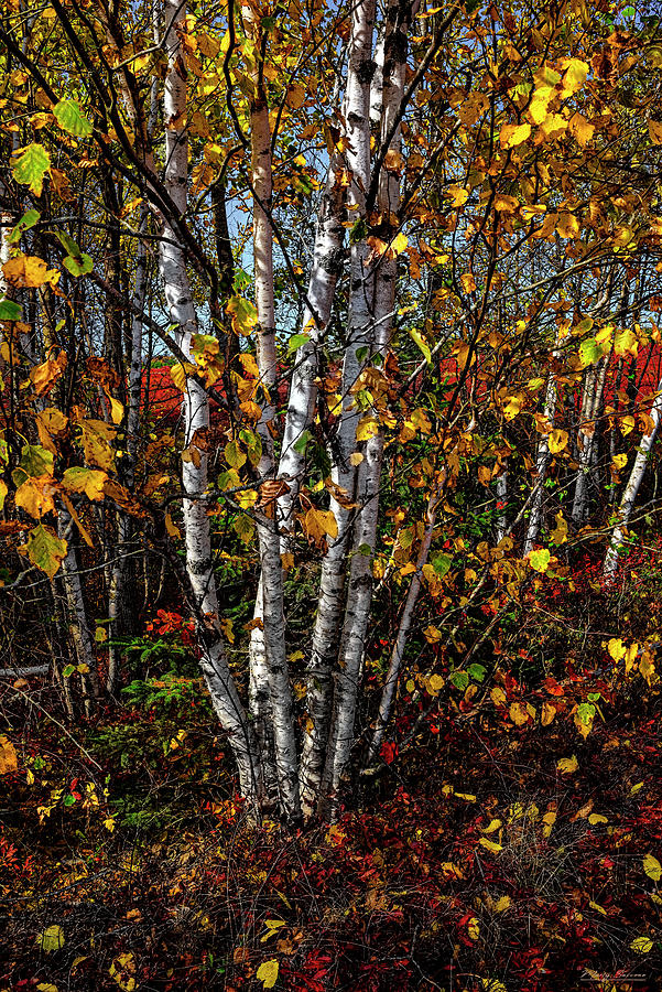 Blueberry Barren Birches 5 Photograph by Marty Saccone