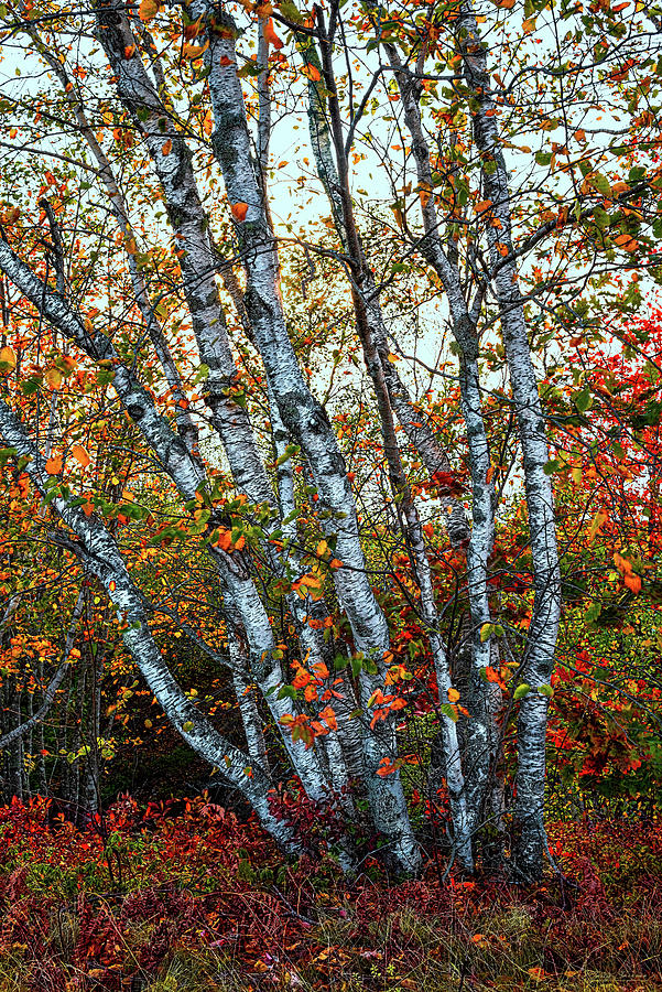 Blueberry Barren Birches 7 Photograph by Marty Saccone