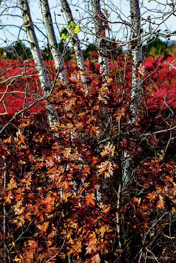 Blueberry Barren Birches 1 Photograph by Marty Saccone