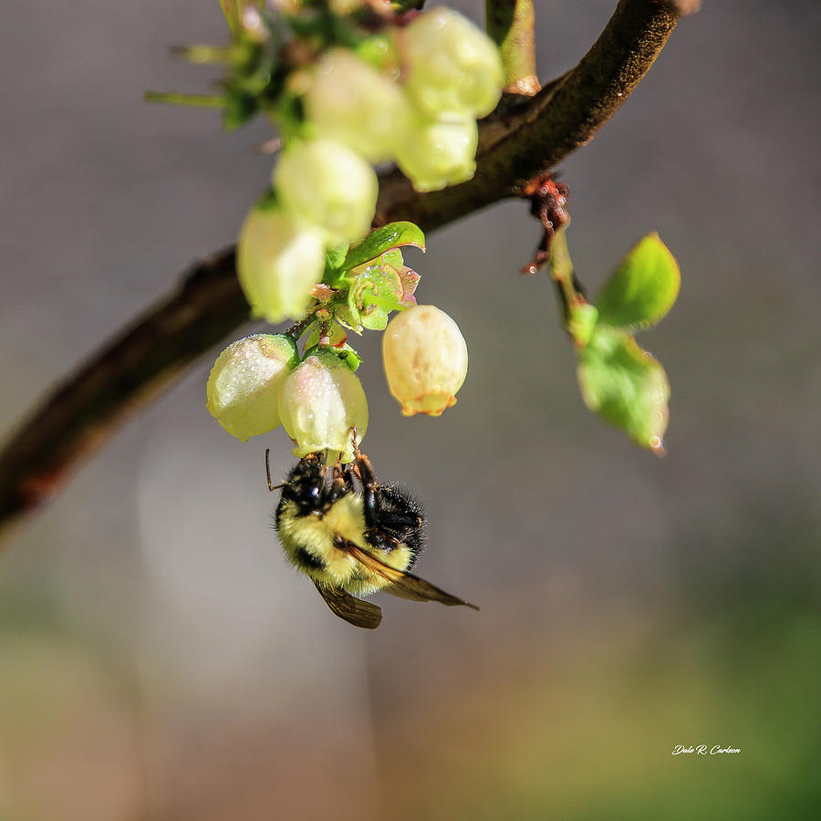 Blueberry Bee Photograph by Dale R Carlson