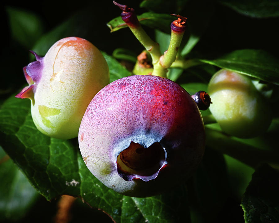 Blueberry Blush Photograph by Steven Nelson