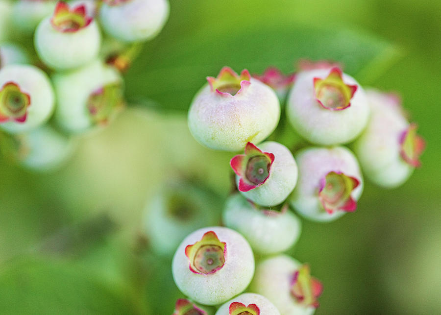 Blueberry Bush  Photograph by Amelia Pearn