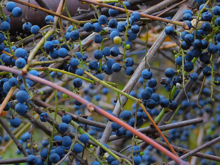 Blueberry Photograph - Blueberry Bush by Kathleen Moore Lutz
