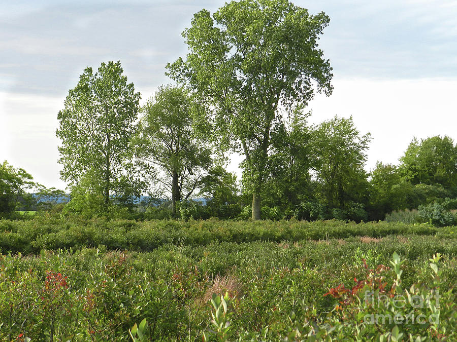 Blueberry Bushes and Trees Saratoga County, NY, USA Mixed Media by Lise Winne