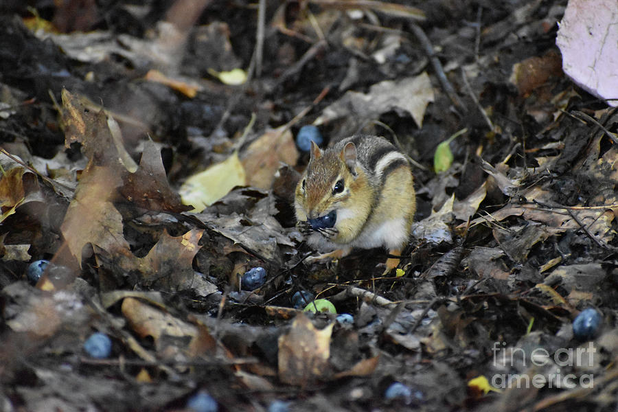 Blueberry Cheeks Photograph by Nicole Blodgett - Fine Art America