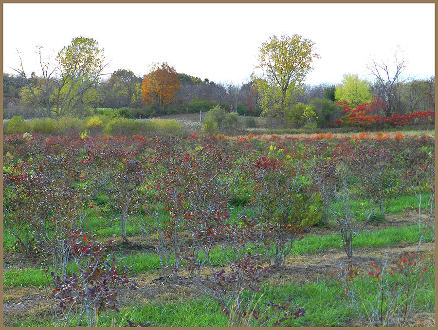 Blueberry Fields Before Nightfall, October Photograph by Lise Winne