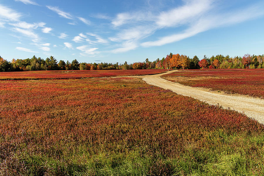 Blueberry Fields in Autumn Cherryfield Maine Photograph by Michael Saunders
