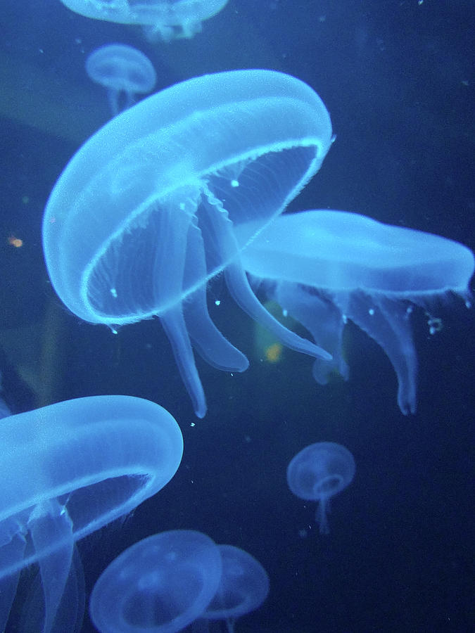 Blueberry Jelly Fish Photograph by Jonathan W Brown - Fine Art America