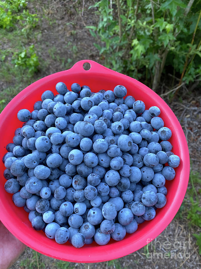 Blueberry Picking Photograph by Kim Henderson | Pixels