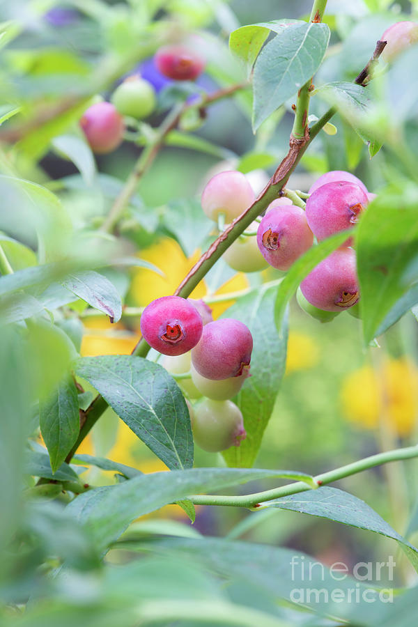 Blueberry Pink Lemonade Fruit Photograph by Tim Gainey