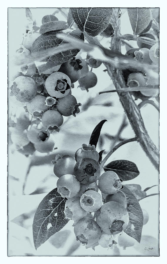 Blueberry Season Photograph by Carol Senske