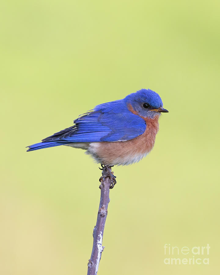 Perched Bluebird 1 Photograph by Chris Scroggins