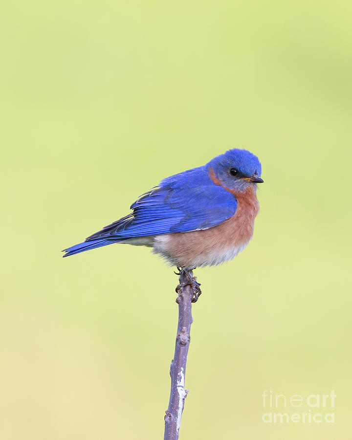 Perched Bluebird 2 Photograph by Chris Scroggins
