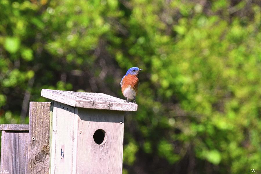 Bluebird Photograph - Bluebird And His Home by Lisa Wooten