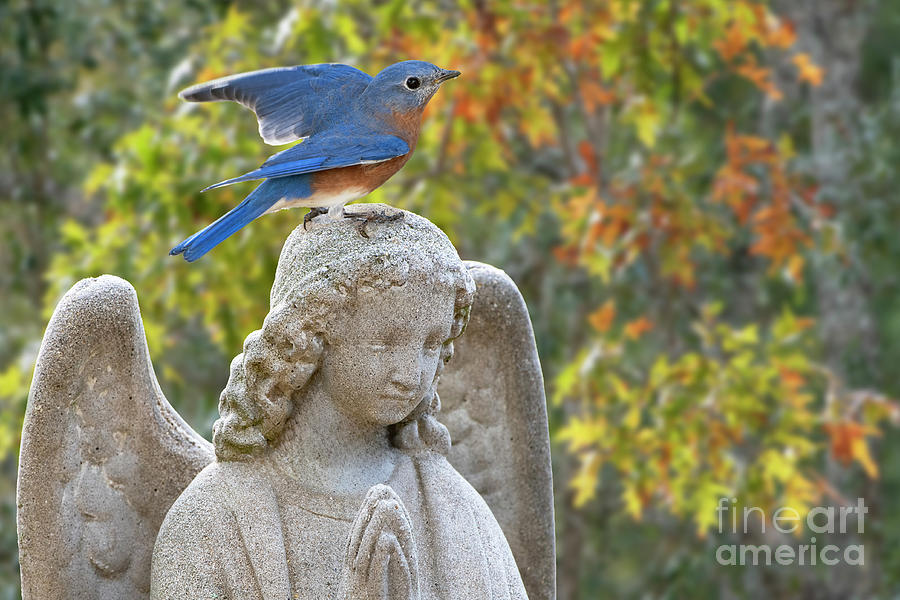 Bluebird and Praying Angel Photograph by Bonnie Barry