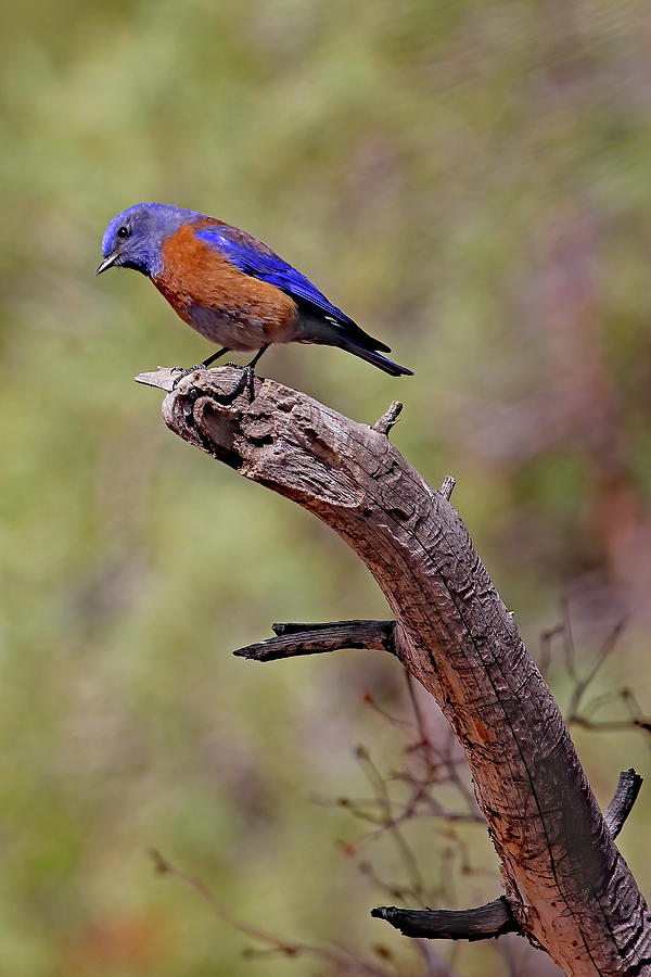 Bluebird At Red Canyon Photograph by Jennifer Robin