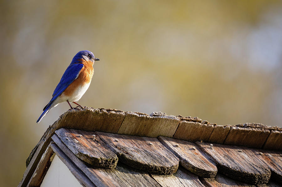 Bluebird at Sunrise Photograph by Rachel Morrison