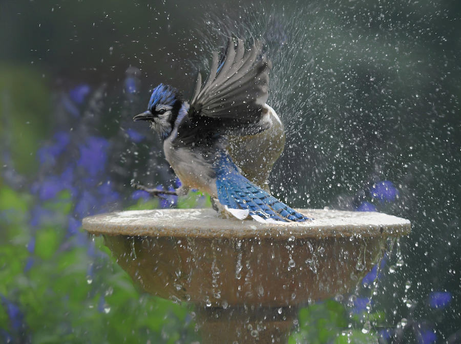 Bluebird Bathtime  Photograph by Mary Lynn Giacomini
