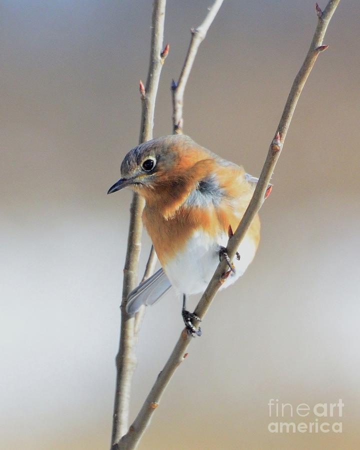 Bluebird Battles the Breeze Photograph by Robert Buderman - Fine Art ...