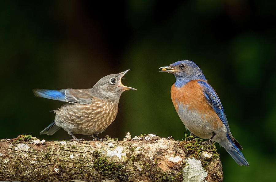 Bluebird Begging for Mealworm Photograph by Jean Noren
