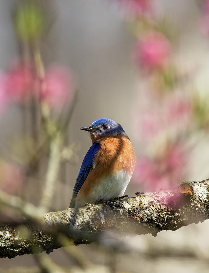 Bluebird Blossoms Photograph by Rachel Morrison