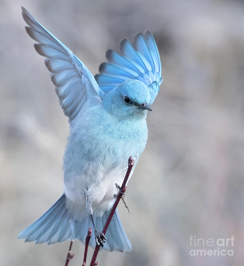Bluebird Photograph by Brad Schwarm