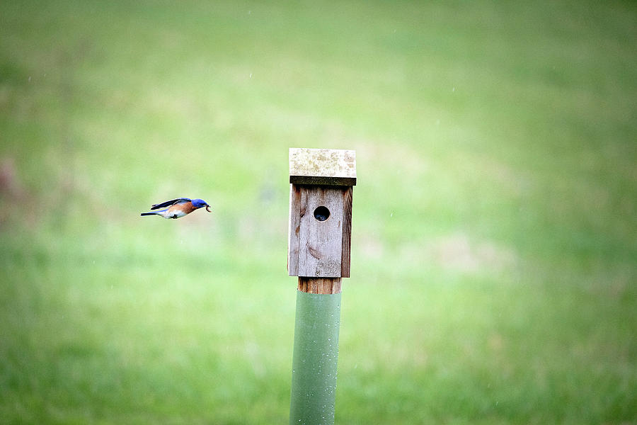 Bluebird Breakfast Photograph by Deborah Penland