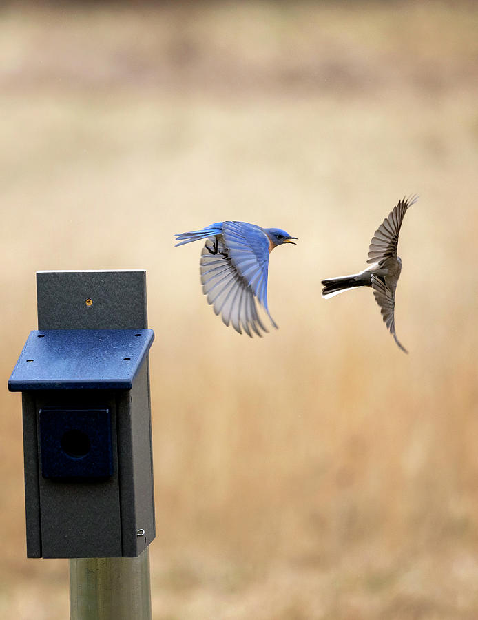 Bluebird Chasing Junco Photograph by Deborah Penland