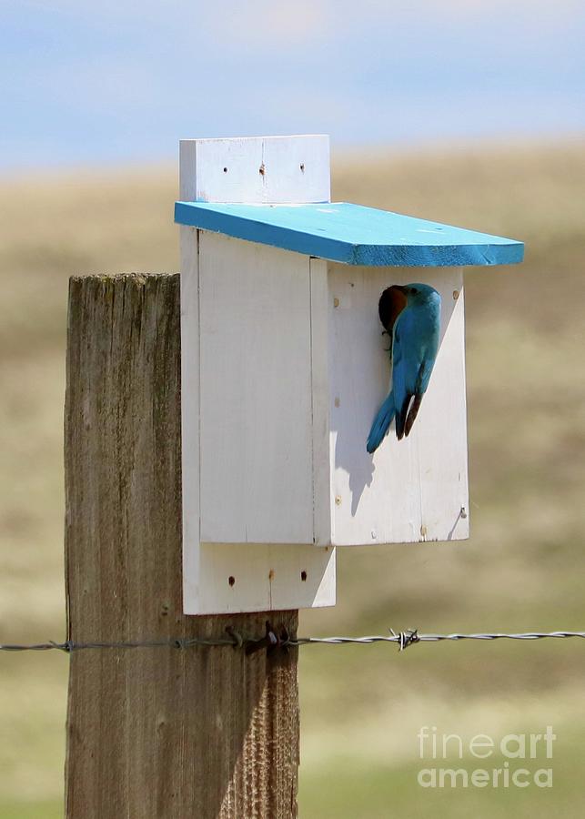 Bluebird Checking on Birdhouse Photograph by Carol Groenen