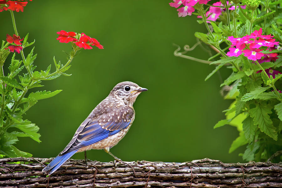 Bluebird Photograph - Bluebird Chick by Christina Rollo