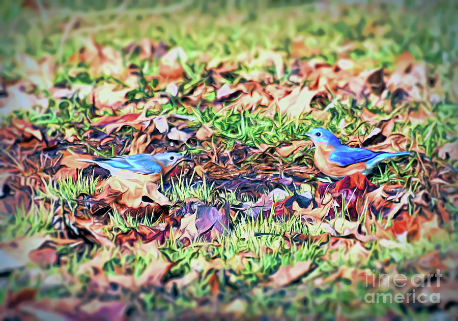 Bluebird Couple In the Grass Photograph by Kerri Farley
