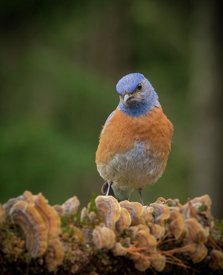 Bluebird Critic Photograph by Jean Noren