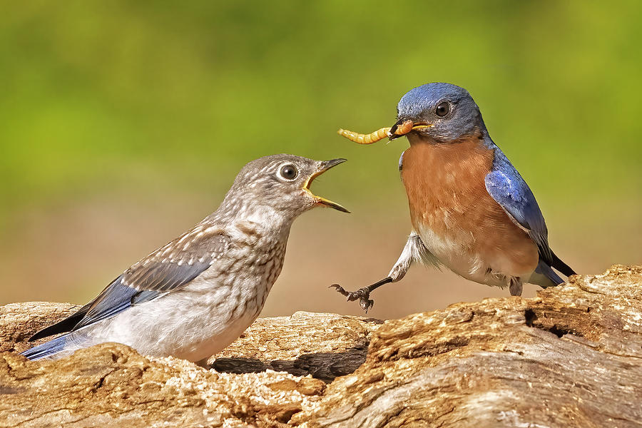 Bluebird Dad Feeds Chick Photograph by Susan Candelario