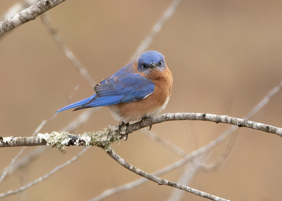 Bluebird Photograph by David Eppley