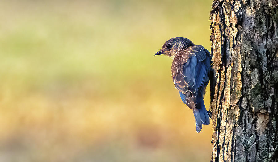 Bluebird Photograph by Debby Richards