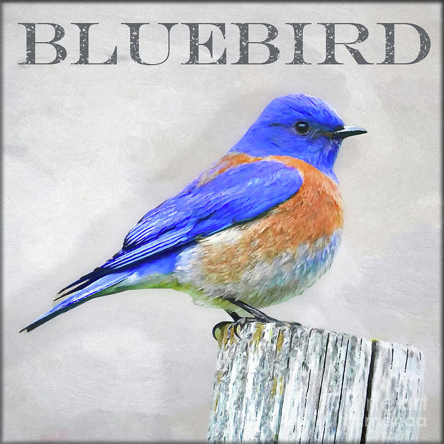 Bluebird Painting by Denise Dundon