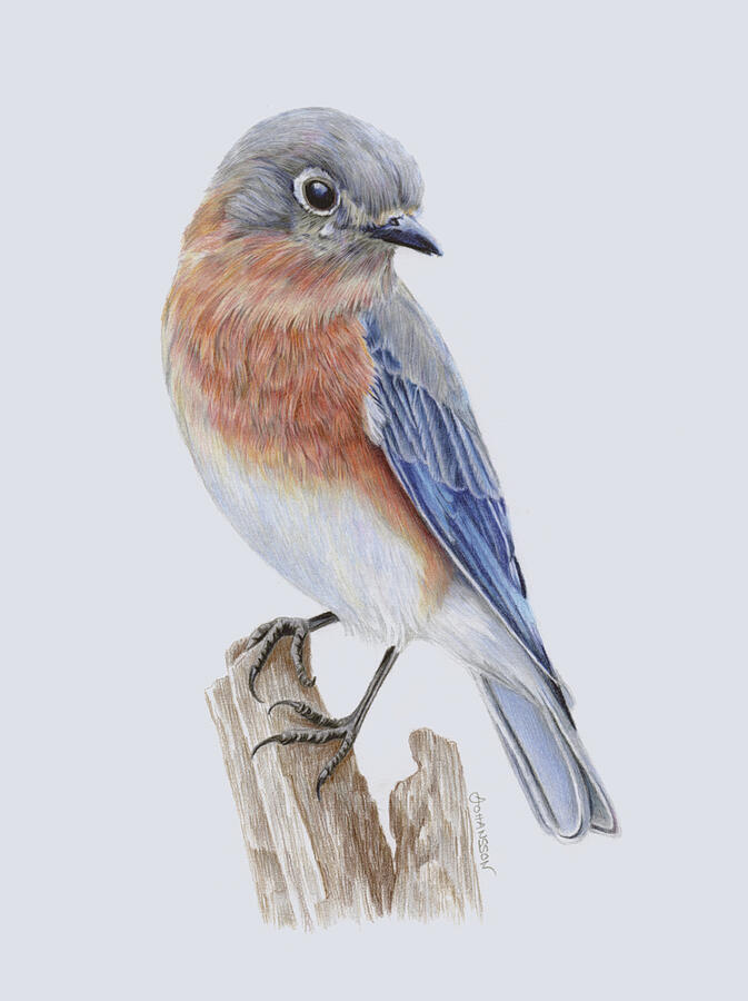 Bluebird drawing Drawing by Anneli Johansson