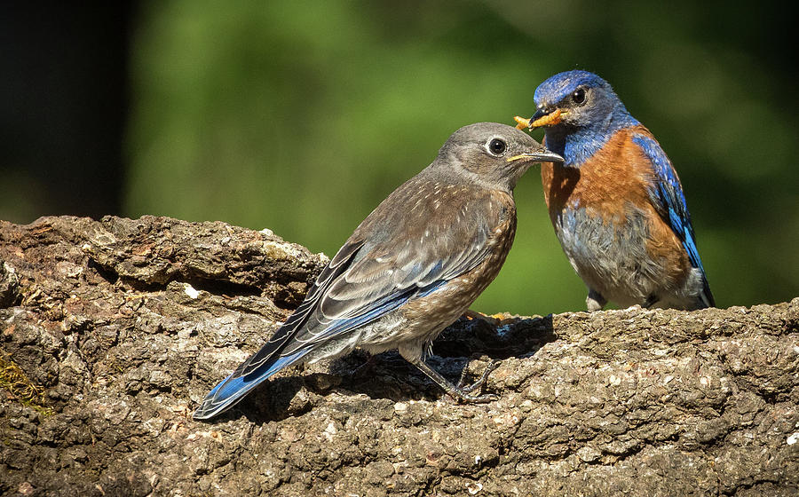 Bluebird Family at the Feeder Photograph by Jean Noren