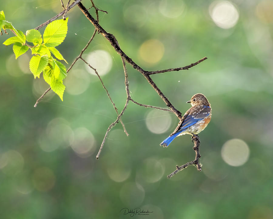 Bluebird Fledgling Photograph by Debby Richards