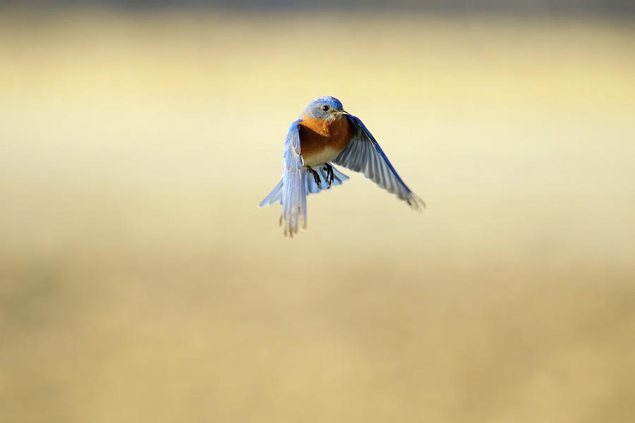Bluebird Flight Photograph by Brook Burling