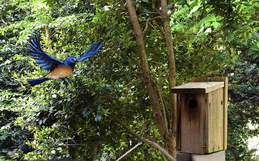 Bluebird Flight To Nesting Box Mixed Media by Sandi OReilly