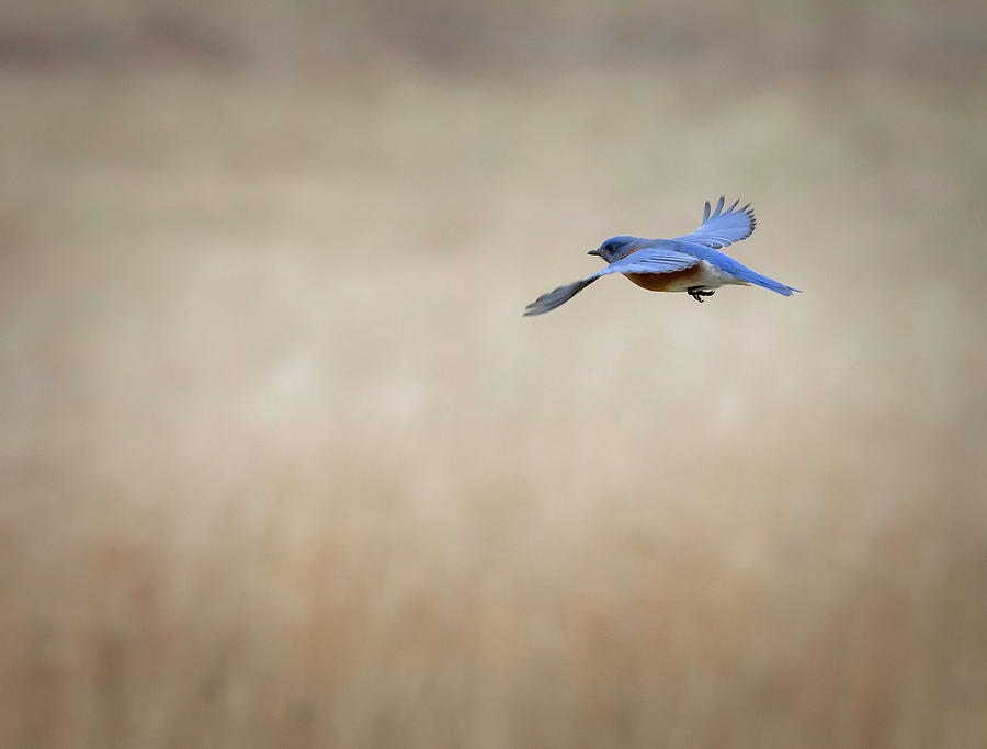 Bluebird Flying Photograph by Deborah Penland