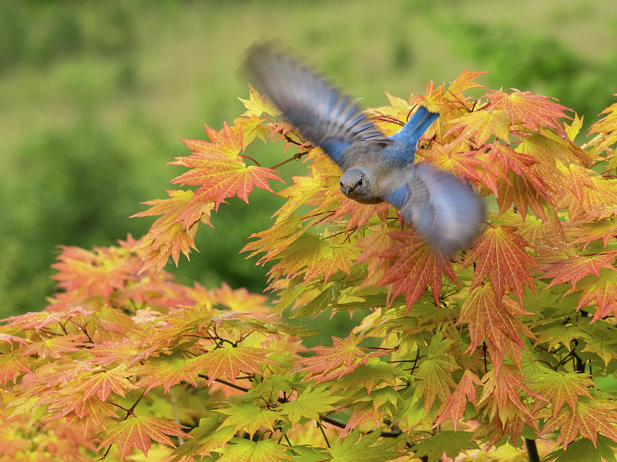 Bluebird Flying Photograph by Jean Noren