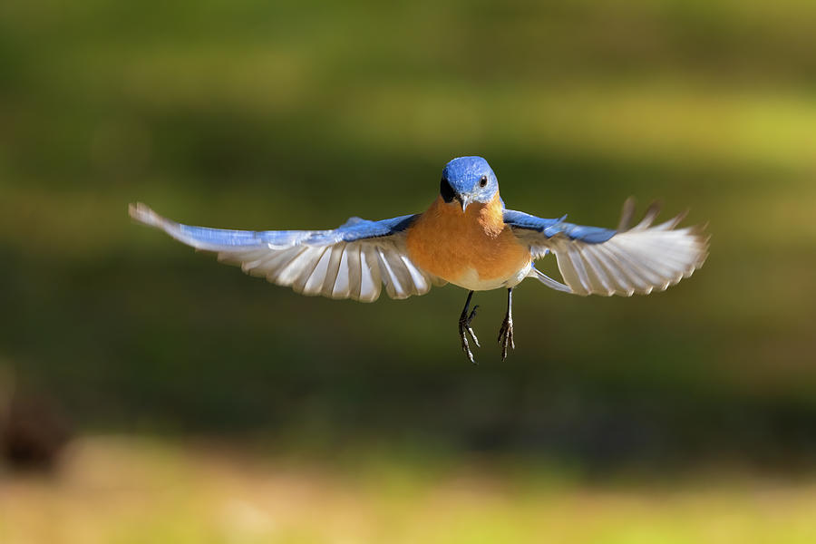 Bluebird Hovering Photograph by Jim Miller